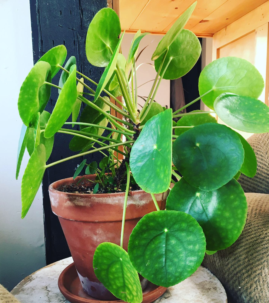 Pilea preperomioides limpia el ambiente
