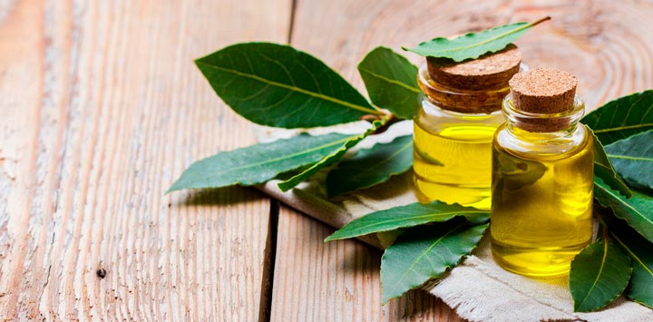 Hojas de laurel-beneficios del te de laurel