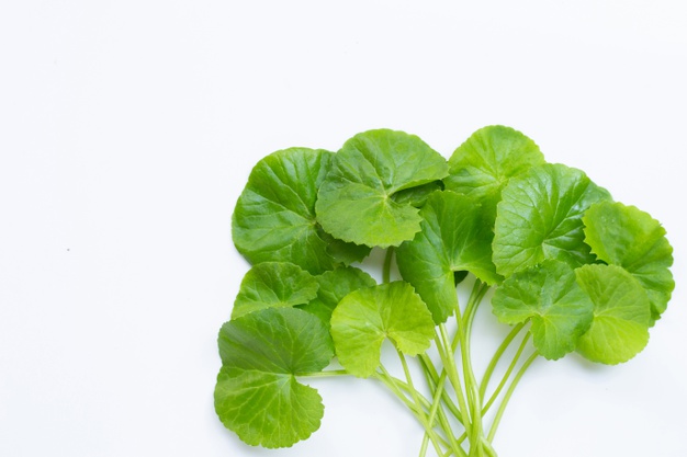 Gotu Kola fortalece los vasos sanguíneos