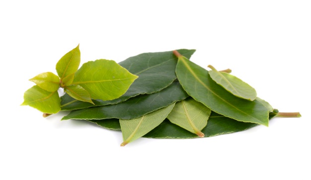 hojas verdes y frescas de laurel